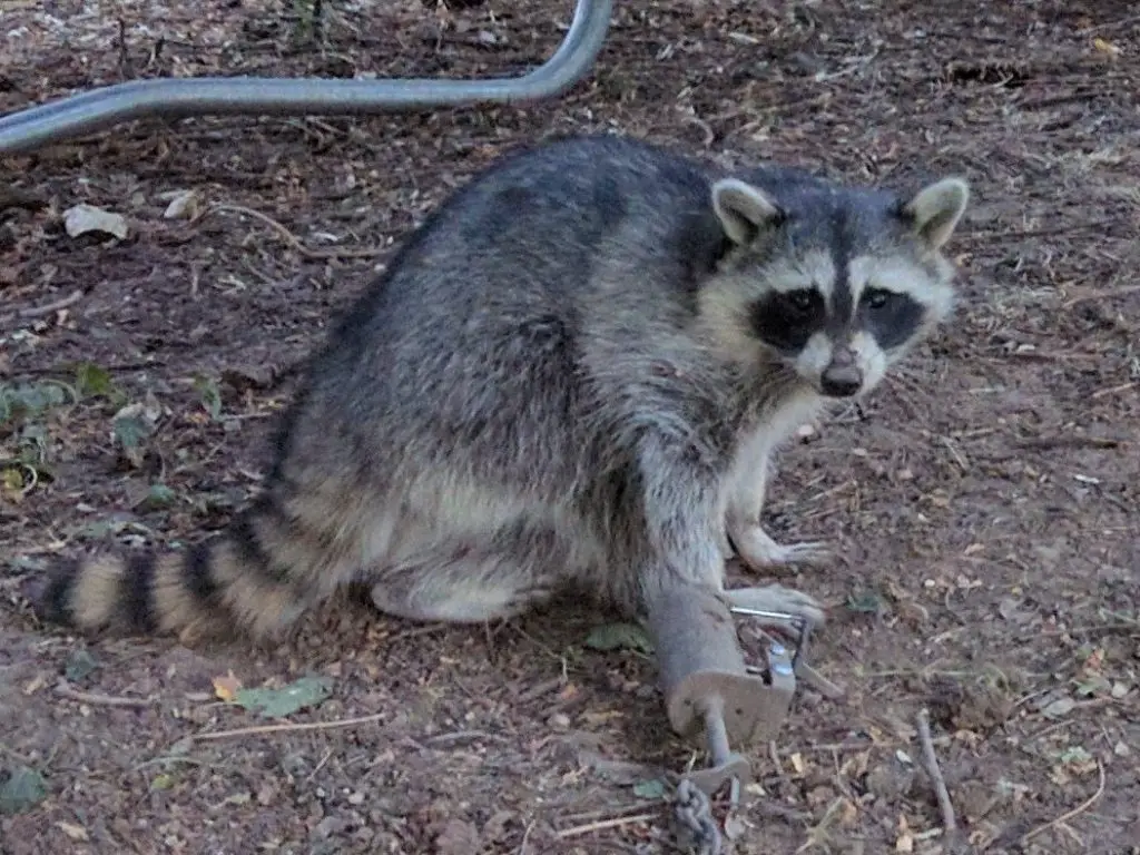 what dogs will kill raccoons