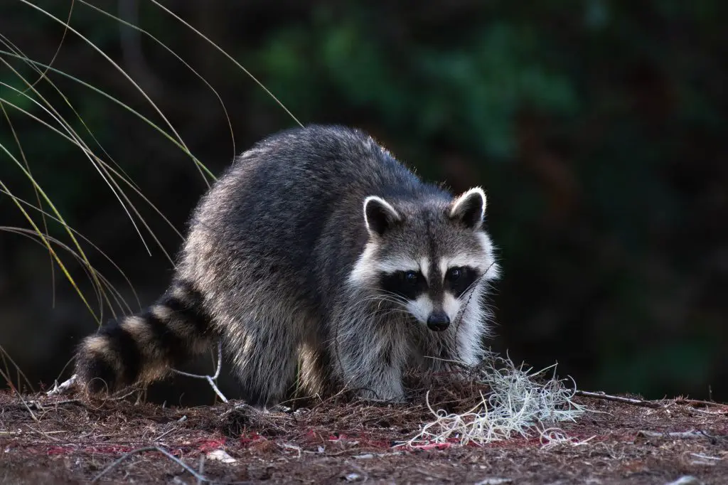 Raccoon Trapping