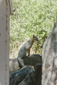 Gray Fox Trapping