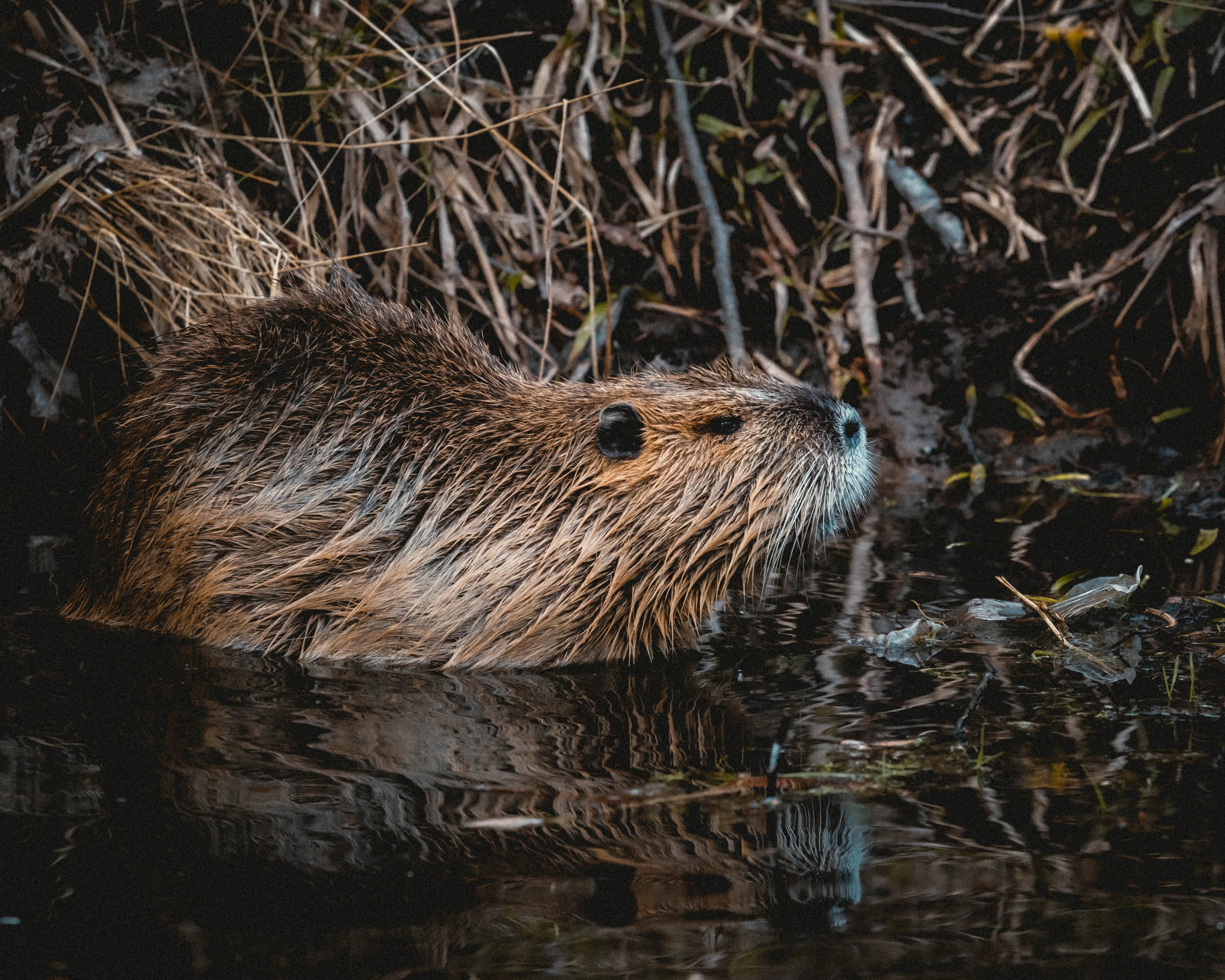 How To Get Rid Of Beavers In A Pond / Beaver Pond Leveler Kits And