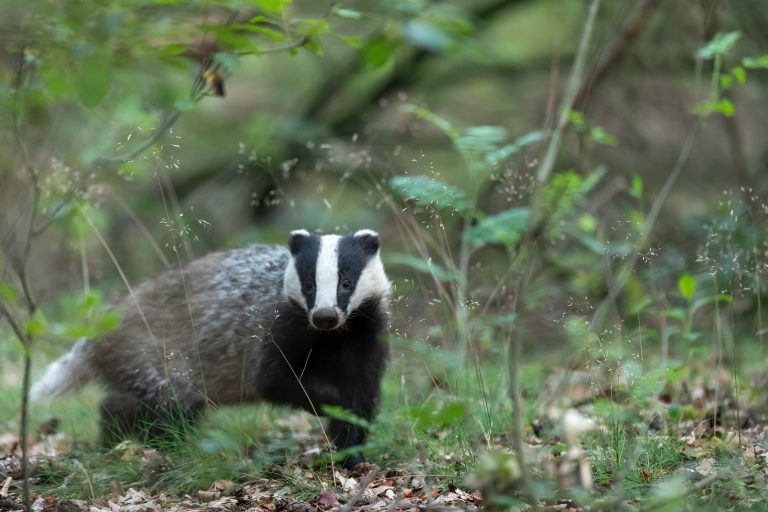 Badger Trapping | THF Outdoors