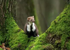 Marten Trapping