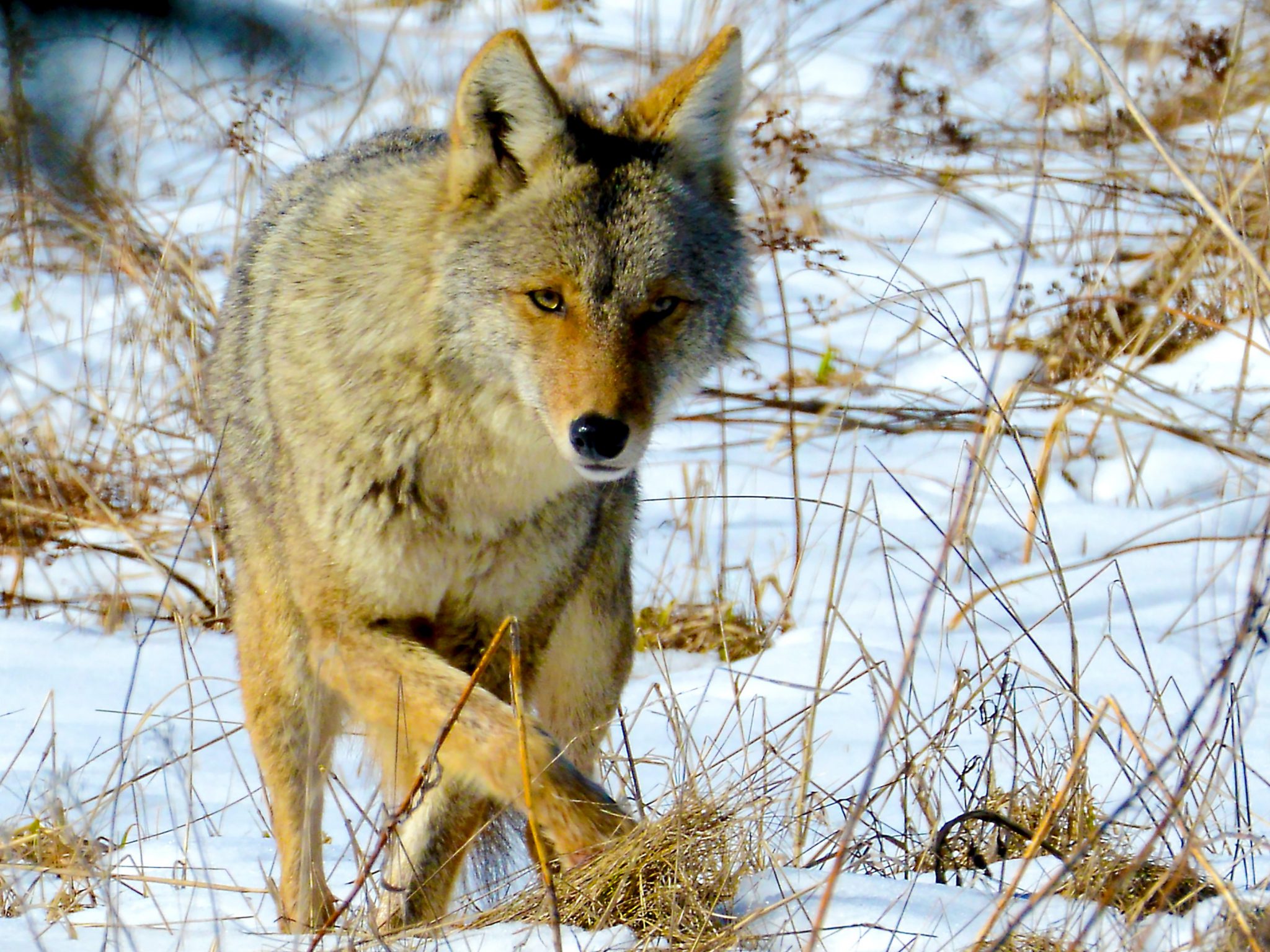 Coyote Sets for Trapping - Which one is best? | THF Outdoors