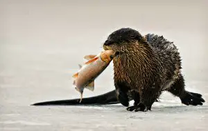 Otter Trapping