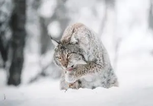  Lynx Trapping