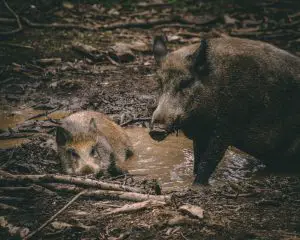 Hog trapping