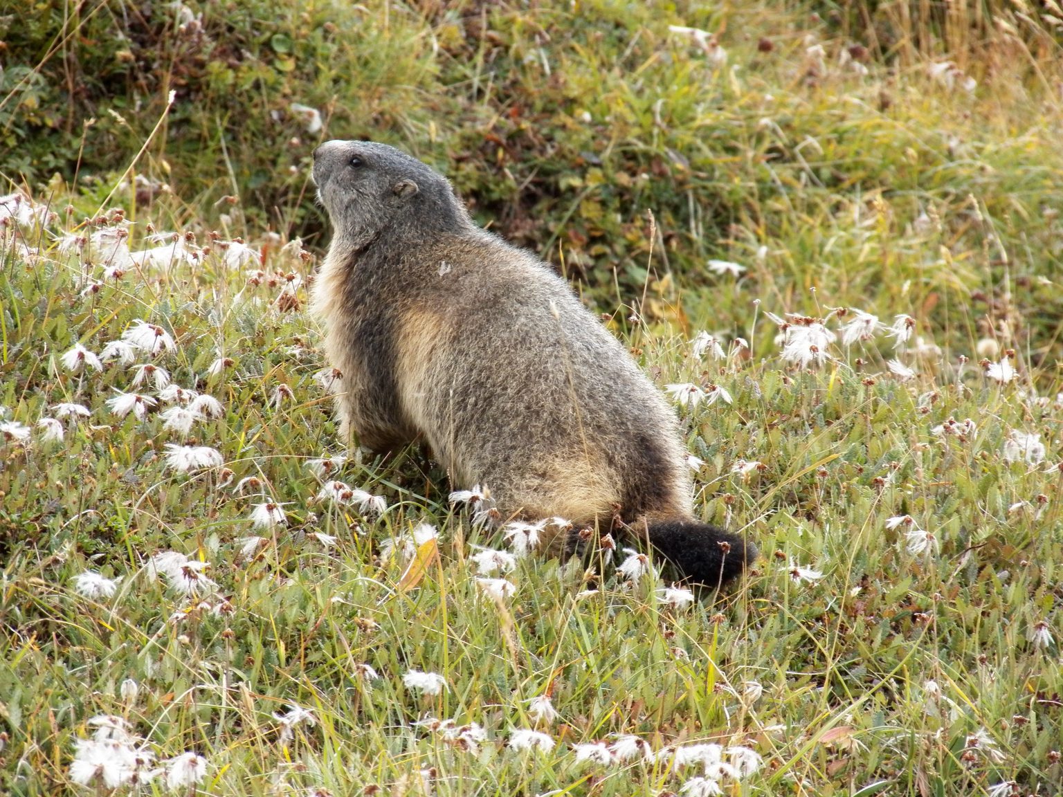 What Do Coyotes Eat? Here’s Your Guide to a Coyote’s Diet THF Outdoors