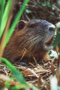 Nutria Trapping
