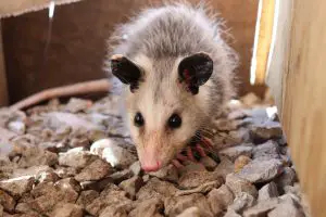 Opossum Trapping