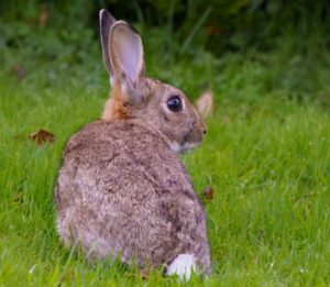 Trapping Rabbits For Food - A Step By Step Guide | THF Outdoors