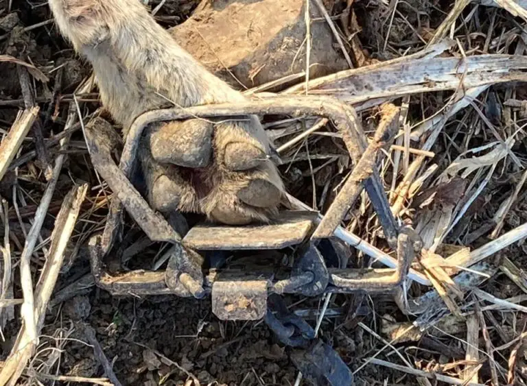 best-coyote-traps-foothold-snares-and-live-traps-thf-outdoors