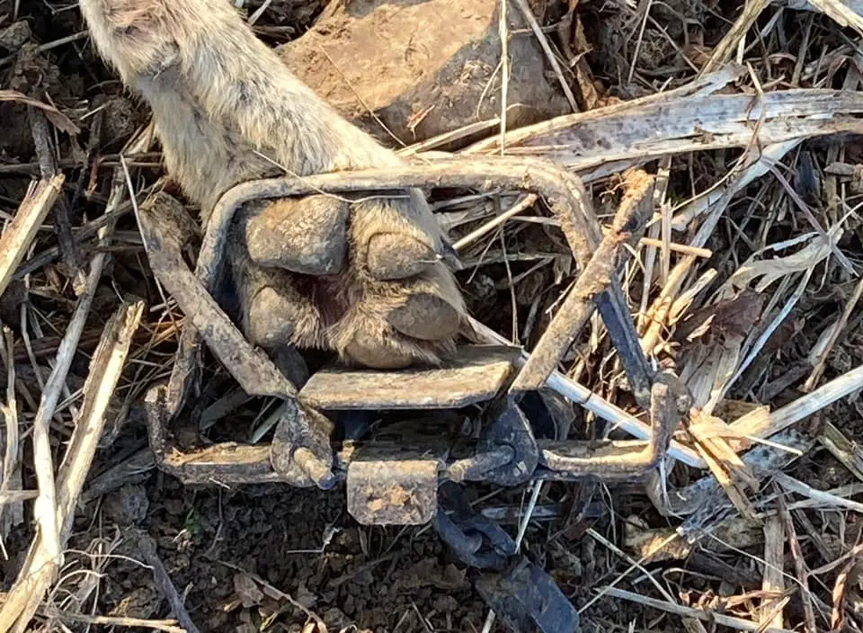 Coyote Foot in Trap