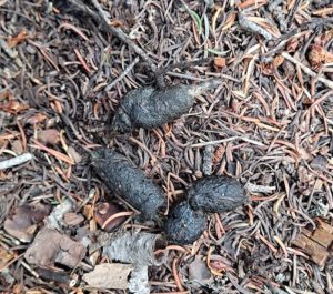 Coyote Scat - Everything You Did Not Want To Know | THF Outdoors