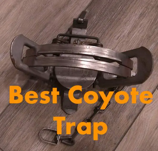 Best Coyote Trap