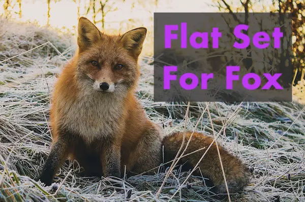 Flat Set For Fox