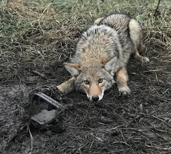 Coyote Trapping DVDs