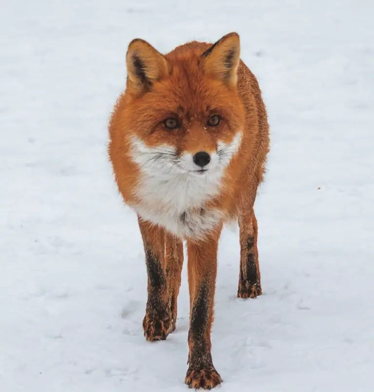 How To Skin A Fox Step By Step Guide THF Outdoors