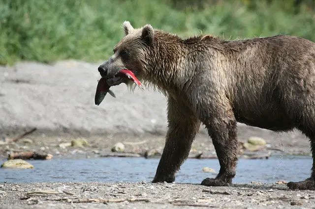 Bear with fish in its mouth.