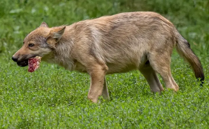 Coyote chewing on a bone