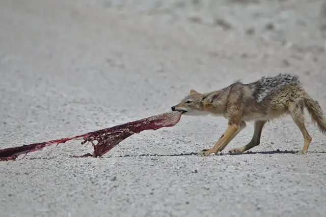 Coyote eating meat