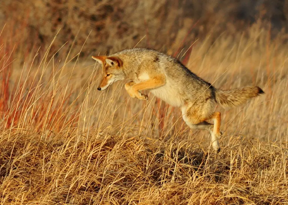 Coyote Hunting For Food