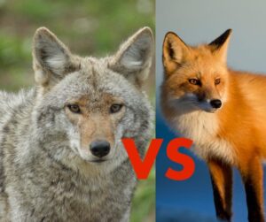 What is the Difference Between a Coyote and a Fox? | THF Outdoors